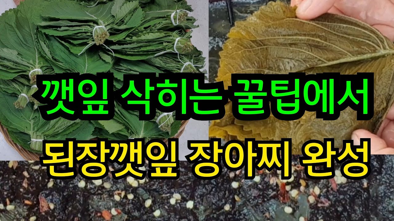 깻잎 삭히는 꿀팁에서 된장 깻잎 장아찌 완성까지 낱낱이 공개 - Youtube