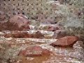 ناض برق الشمال حمود العديم