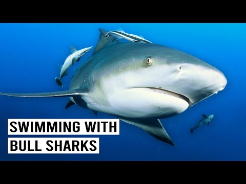 OF SHARK AND MAN