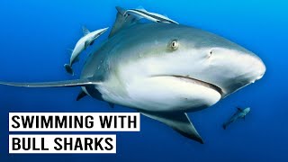 OF SHARK AND MAN