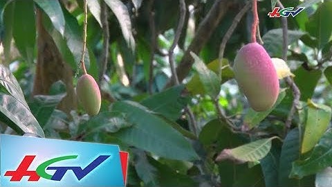 Xoài cát hồng - giống xoài mới hứa hẹn có nhiều tiềm năng phát triển