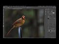 How to Sharpen Images in Photoshop Professionally