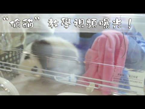 《熊貓早晚安》“偷貓”教學視頻曝光！ | iPanda熊貓頻道