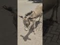 نظرة واحدة كانت كافية الحمار يعجب بالجدة Caught In The Act Donkey Can T Take His Eyes Off Her 