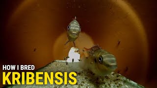 How I Bred Kribensis at Home (With Cave Footage)