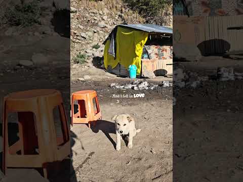 Who welcomes you first when you reach the Mountains.❤️ #dogs #trending  #daily #himachal by FUN TRAVEL EATS