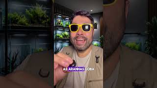 Aranha armadeira x lobo - Diferença dos olhos.