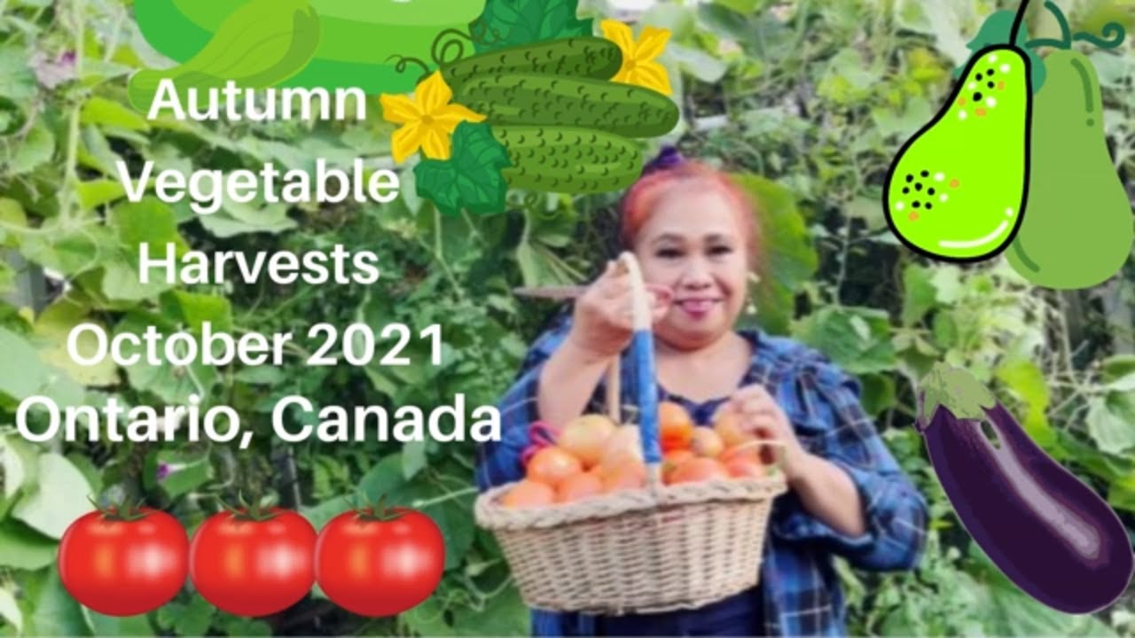 Autumn Vegetable Harvests in Ontario, Canada (Oct. 2021) YouTube