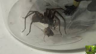 Giant House Spider Has a Cricket