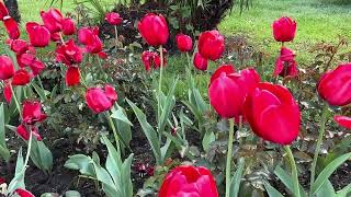 картинка: Весна  в Сочи 🌸 растения и цветы 🦜🌴🌳 гуляем по Сочи вместе со мной