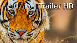 Disneynature's Tiger (2024) -  HD Trailer