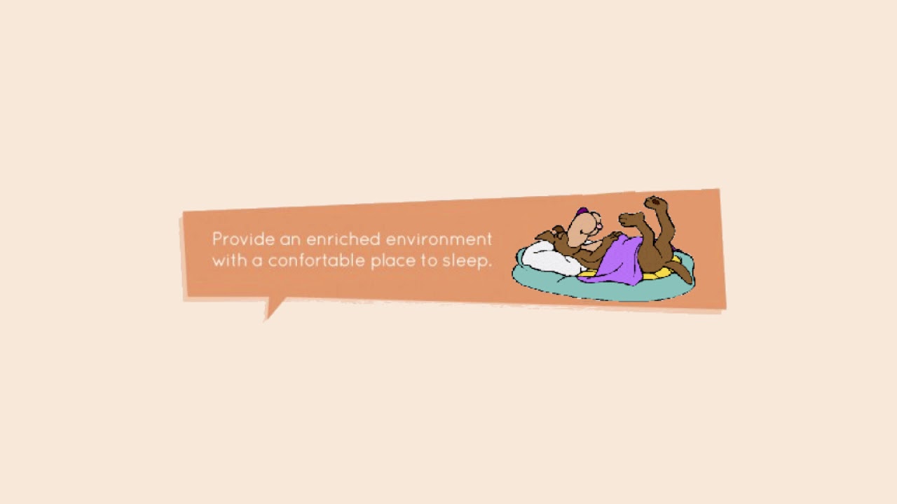 How to Care your Dog [Short Infographic] - YouTube