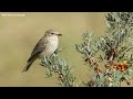 Spotted Flycatcher Call Spotted Flycatcher Song Spotted Flycatcher Call Spotted Flycatcher Song