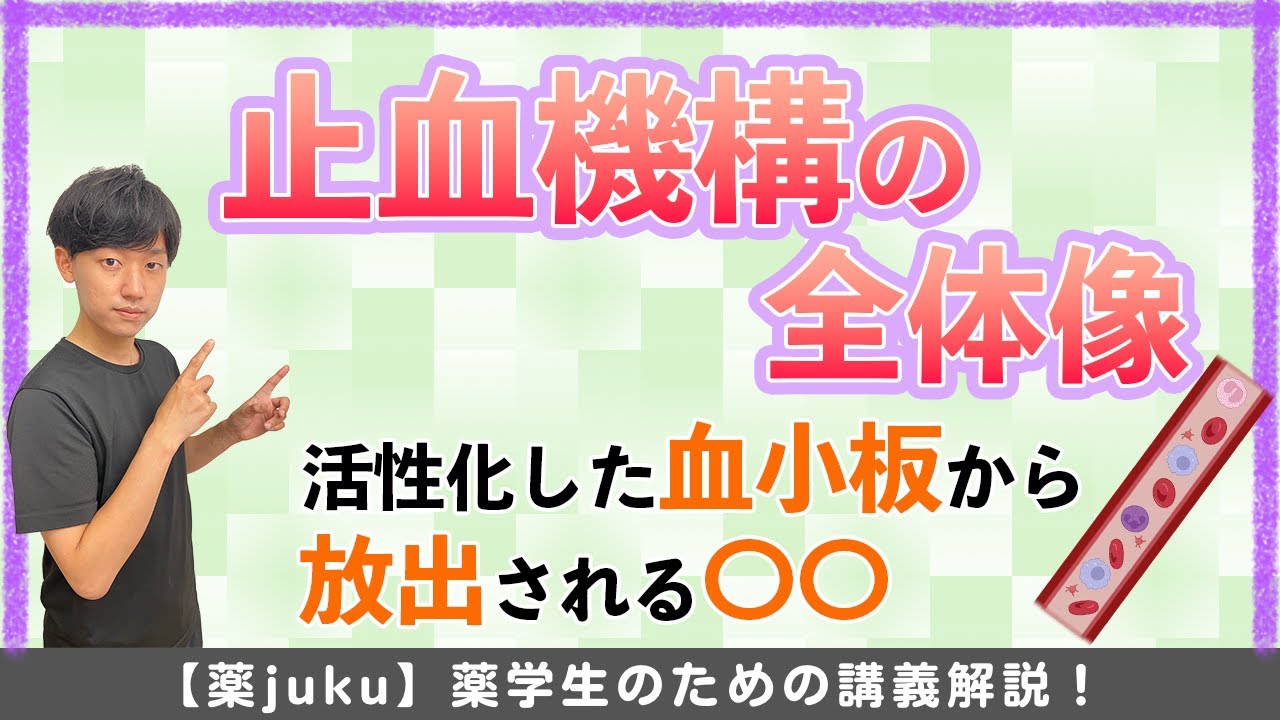 [まずはここから復習！]止血機構の全体像をおさらいしよう！