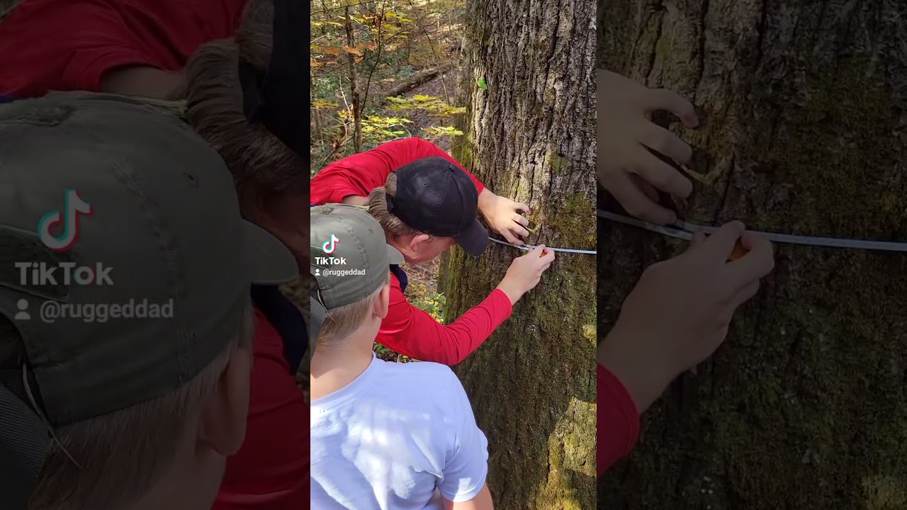 Measuring trees for Adventure Scientists to help catch tree poachers. 