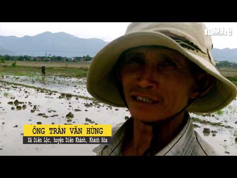 Video Video cò trắng bay rợp trời tại Khánh Hòa - youtube