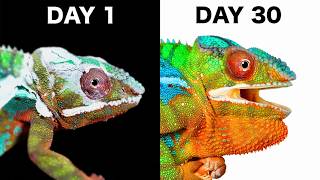 When a Chameleon Trusts You… by Dr. Plants 6,304,041 views 11 months ago 8 minutes, 8 seconds