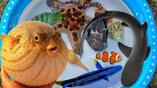 Download lagu Catch pufferfish and sea fish, ornamental fish, shellfish, clownfish, crab, colorful fish, shark