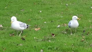 River Dance Seagull Style