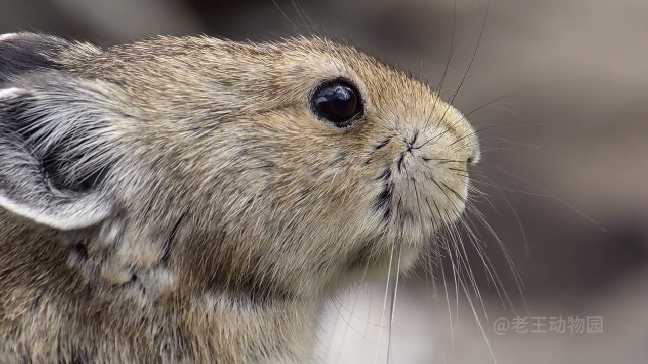 动物解说 【搞笑动物配音03】鼠兔：到底是鼠鼠出了轨，还是兔兔劈了腿