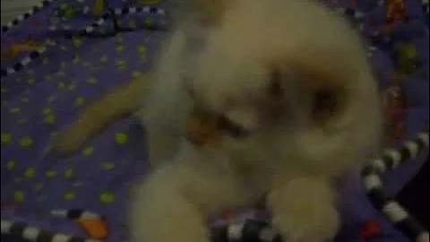 Watch the video about Siamese/Himalayan Male 1