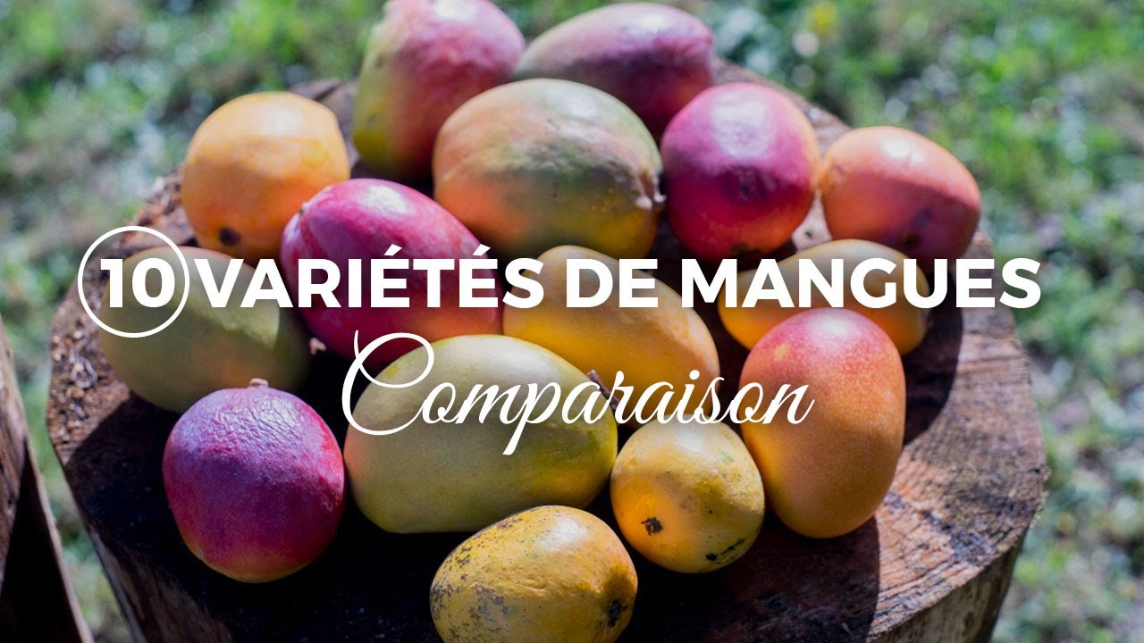 10 MANGUES TOP d'Espagne comparées