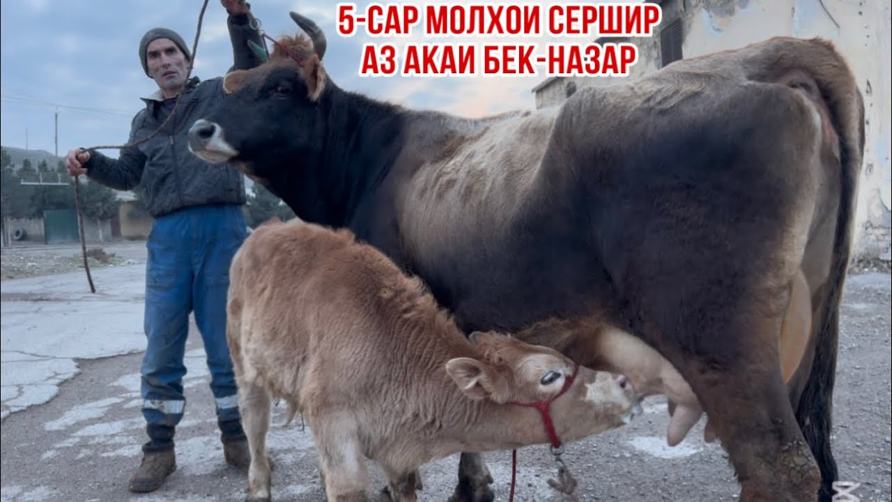 5-САР МОЛҲОИ СЕРШИР АЗ АКАИ БЕК-НАЗАР 19 января 2026 г.