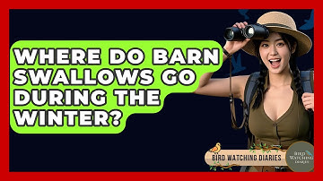 Where Do Barn Swallows Go During The Winter? - Bird Watching Diaries