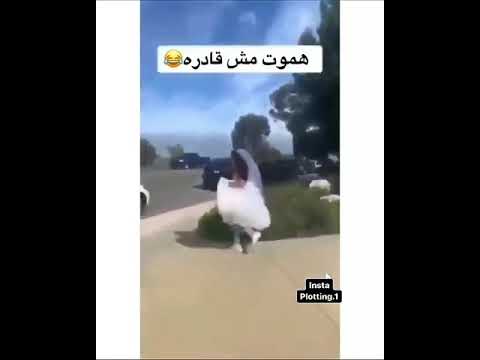 الي قادره