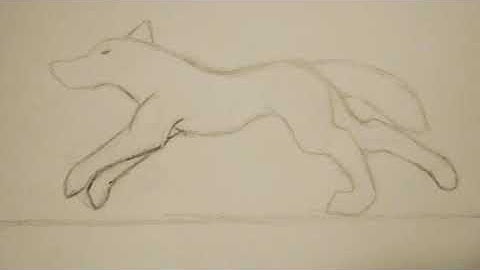 Wolf running cycle test animation