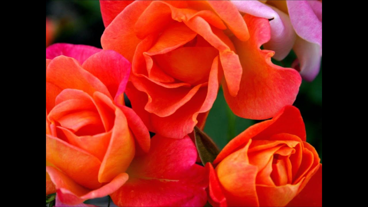  Beautiful  Flower  Wallpaper YouTube