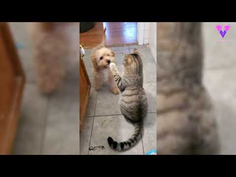 Este cachorro llama a un perro más grande para que lo defienda de un gato