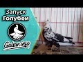 СТАРТ ГОЛУБЕИ / ИГРА ГОЛУБЕИ / PIGEONS / TAUBE