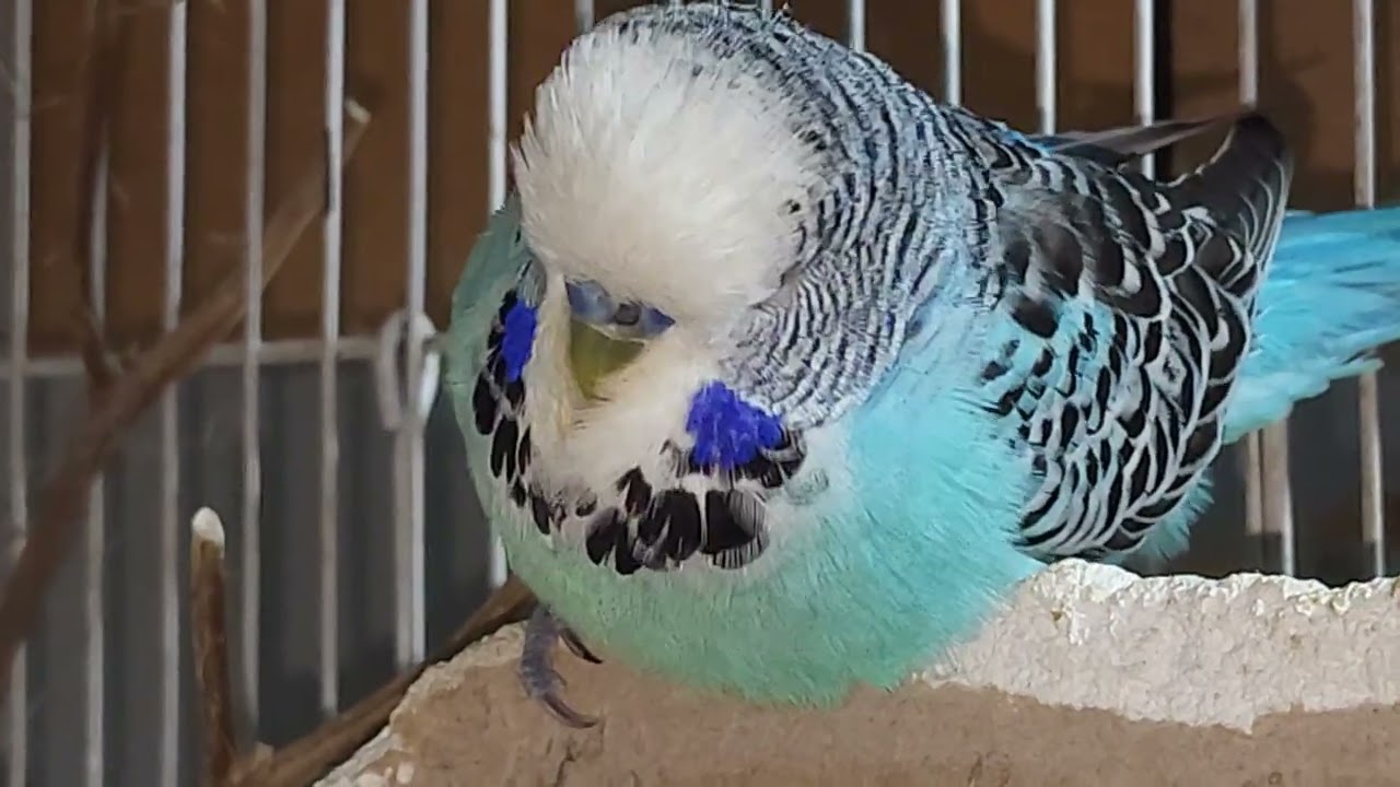 Мир волнистых друзей: маленькая прогулка по их клеткам за 3 минуты. декабря 2025 г.