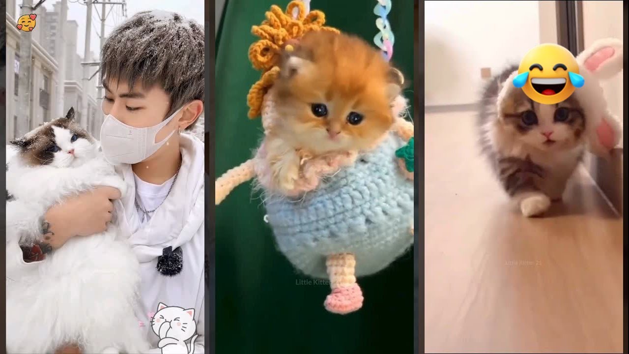 Funniest Cat 🐈‍⬛ Funny Cat Videos 🙀 