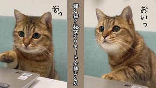 【衝撃】パソコンを巧みに使って友達の猫チューバーと会議をする猫