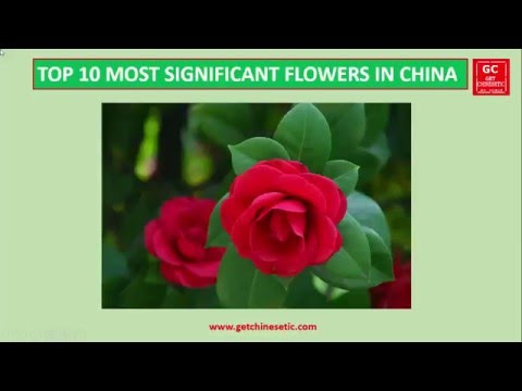 چینی ثقافت کے لیے اہم ترین 10 مقبول ترین پھول