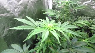 Pro-Grow 750 LED grow light review - Reboot Pt 3