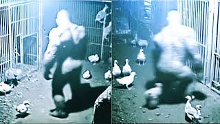 SASQUATCH CAUGHT Stealing Chickens On Security Camera | Bigfoot Encounter UP CLOSE