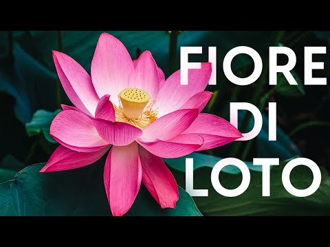 Video: Informazioni sulle piante di loto: suggerimenti per coltivare piante di loto
