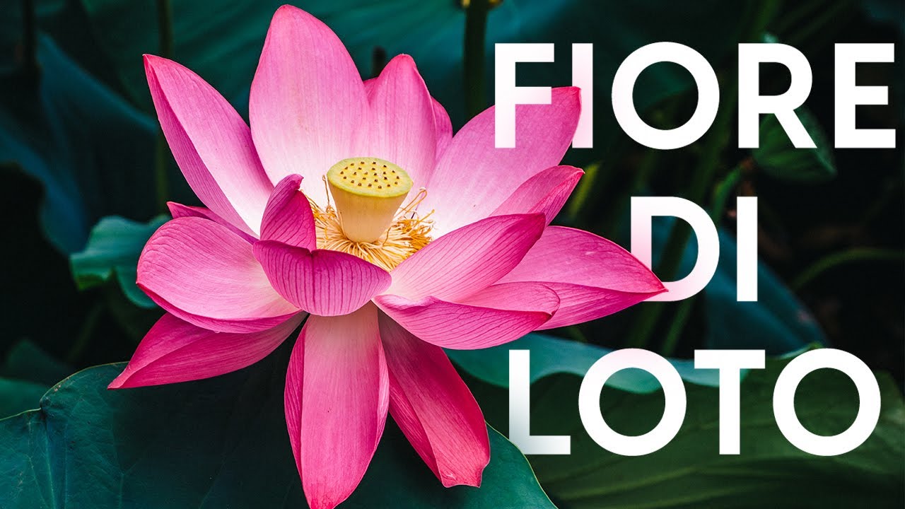 Fiore di Loto: coltivazione e significato di una pianta acquatica  meravigliosa 😍 