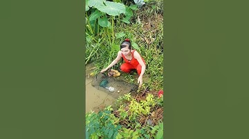 Đặt lợp bắt cá đồng mùa nước nổi dính toàn hàng khủng #automobile #funny #farming