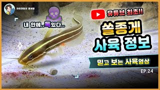 한국 바다에 존재하는 독있는 바다메기..아시나요? 전 키웁니다