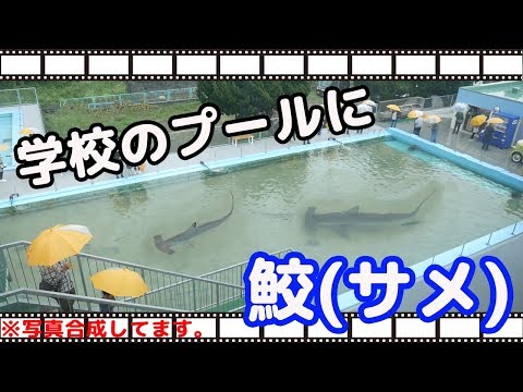 廃校となった小学校のプールにサメが・・・。【平成最後のキャンプ最終話】