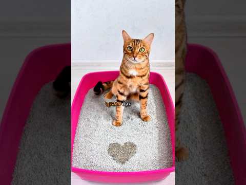 مشاكل القطط ترك فضلاتها في صندوق قضاء حاجتها بدون تغطيتها