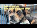 Abandoned Dog Rescue Story A Heartbreaking Stray Dog Rescue That Will Stay With You Dog Rescue
