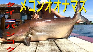 巨大魚 モンスターフィッシング フック ライン 釣糸 釣針 鯰 ナマズ 大ナマズ ナマズ】ナマズという名の怪魚！楽しいナマズ釣り！！ - YouTube