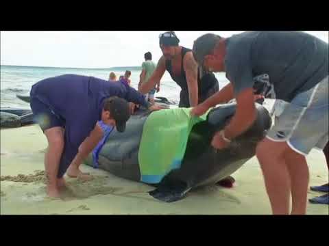 Vídeo: Mais De 150 Baleias Foram Levadas Pela Costa Da Austrália - Visão Alternativa