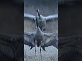تزاوج طائر الكركي طائر الرهو كركي ساروس كركي متورد كركي أبيض القفا كركي كندي كركي مألوف 
