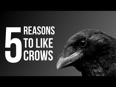 5-reasons-to-like-crows-(american-crow)